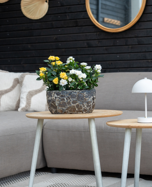 Un divano grigio con cuscini beige si trova dietro un tavolino in legno con la Pianta Artificiale Mini Rose UV 35 cm gialla; una piccola lampada bianca si trova su un tavolo più piccolo, con specchi a parete e decorazioni sullo sfondo.