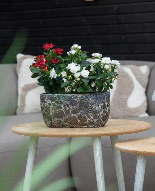 Una pianta artificiale Patio Rose 35 cm crema UV si trova su un tavolo rotondo in legno di fronte a un divano beige con cuscini fantasia.