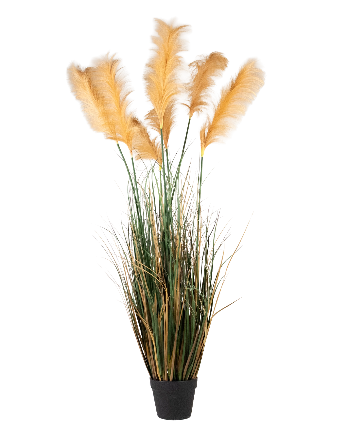 Un'erba di pampa artificiale da 200 cm, una pianta ignifuga con lunghe foglie verdi e pennacchi alti, piumati e color oro chiaro, raffigurata su un semplice sfondo bianco.