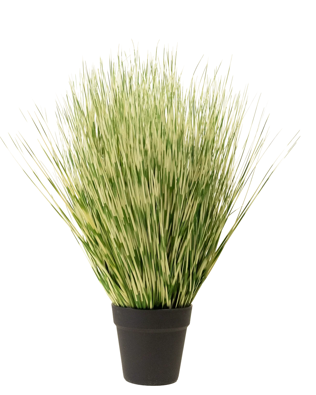 La pianta di erba artificiale Zebra da 55 cm ha foglie lunghe e sottili simili a erba variegate di verde e bianco in un semplice vaso nero, su uno sfondo bianco a tinta unita.