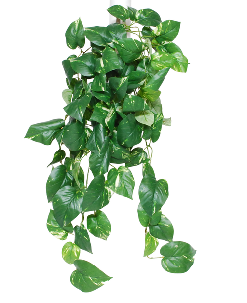 La pianta pensile artificiale Golden Vine Deluxe 80 cm ha foglie sporgenti a forma di cuore di colore verde con sfumature gialle su sfondo bianco.