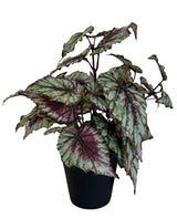 La pianta di begonia artificiale in un vaso da 25 cm ha foglie grandi e seghettate nei toni del verde, del bianco e del rosso intenso, bellissime su uno sfondo bianco semplice.