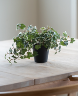 L'edera artificiale Deluxe verde-bianca in vaso da 22 cm (UV), con rigogliose foglie verdi e bianche, si trova su un tavolo di legno chiaro, mentre da sinistra splende una morbida luce naturale.