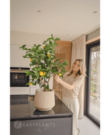 Albero di limoni artificiale 90 cm