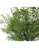 Albero ulivo finto 270 cm con olive