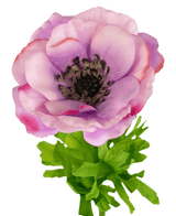 Anemone artificiale Real Touch viola 52 cm
