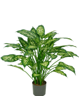 Una pianta artificiale di Dieffenbachia di 75 cm con foglie verdi lussureggianti, decorate con macchie giallo-verdi pallide, raffigurate su un semplice sfondo bianco.