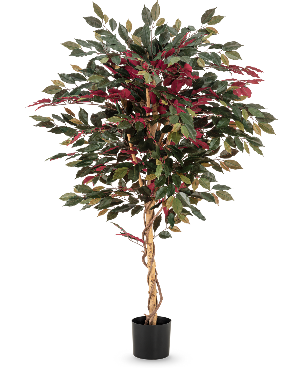 La pianta artificiale Ficus verde/rosso 150 cm ha un tronco marrone chiaro contorto, foglie verdi e bordeaux e viene fornita in un vaso nero - ideale come pianta d'appartamento sorprendente su uno sfondo bianco.