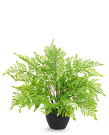La felce artificiale da 35 cm in vaso decorativo nero ha foglie di felce verde chiaro e realistiche in un elegante vaso decorativo nero, su un elegante sfondo bianco.