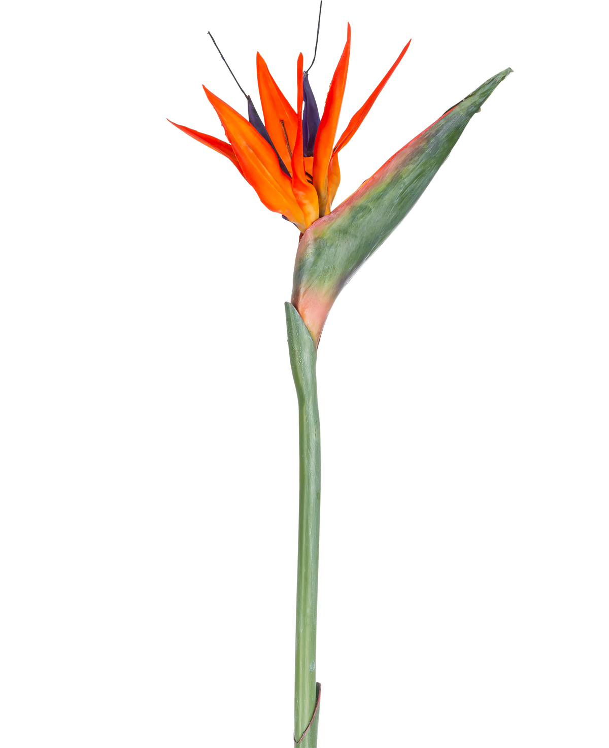Il fiore artificiale Strelitzia 86 cm rosso/viola ha vivaci petali rossi e viola su un lungo stelo verde, presentato come un unico fiore artificiale che non richiede manutenzione, isolato su uno sfondo bianco.