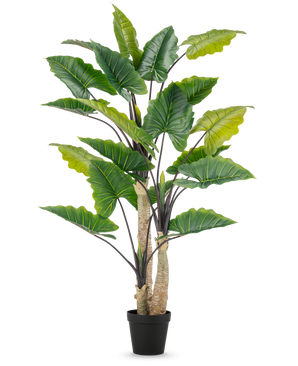 La pianta artificiale Alocasia 240 cm è una pianta artificiale alta con grandi foglie verdi e diversi steli in un vaso nero, su uno sfondo bianco a tinta unita.