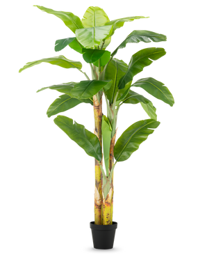 Il banano artificiale da 230 cm ha steli alti e robusti con ampie foglie verdi, in un semplice vaso nero su sfondo bianco.