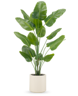 La pianta artificiale Strelitzia Real Touch 180 cm viene fornita già pronta in un vaso beige, con steli alti ed eretti con grandi foglie verdi lucide su uno sfondo bianco a tinta unita.
