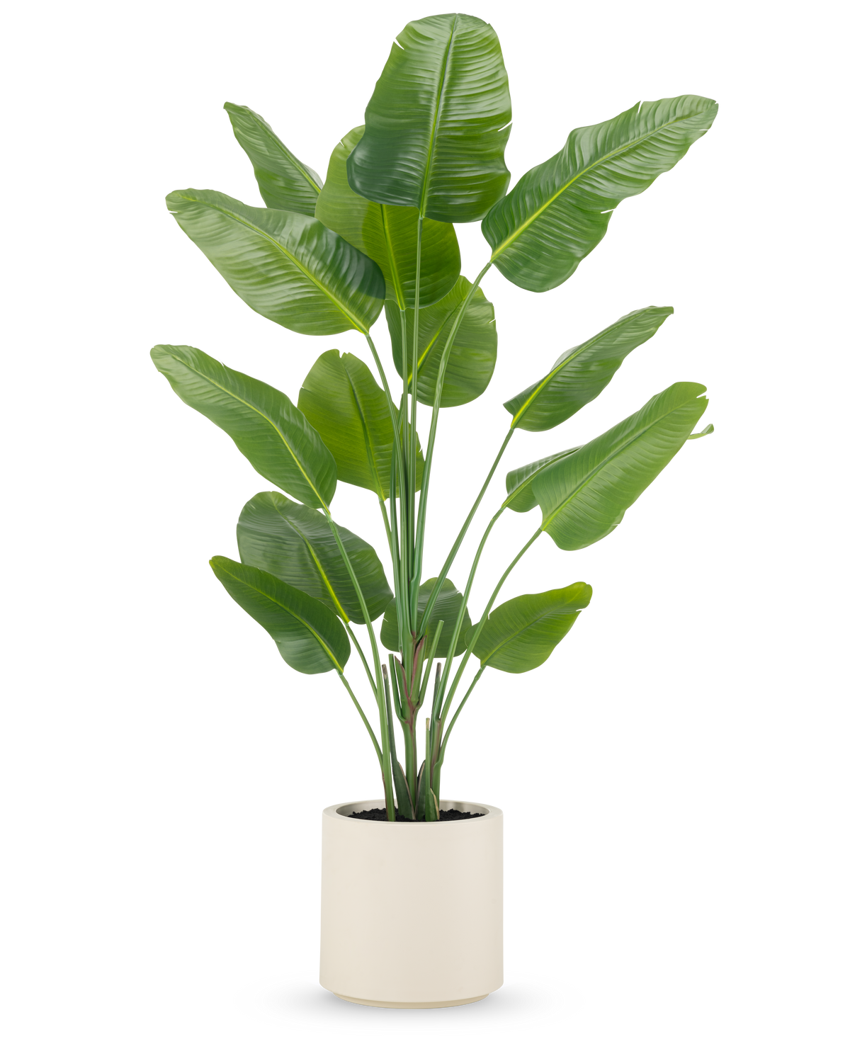 La pianta artificiale Strelitzia Real Touch 180 cm viene fornita già pronta in un vaso beige, con steli alti ed eretti con grandi foglie verdi lucide su uno sfondo bianco a tinta unita.