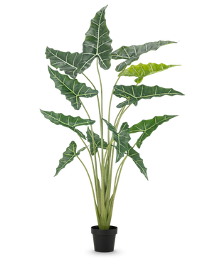 La pianta artificiale Alocasia 160 cm è una pianta artificiale in vaso con steli lunghi ed eretti e grandi foglie verde scuro con vistose venature bianche, su uno sfondo bianco semplice.