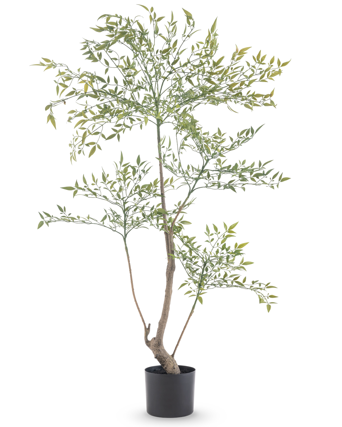 Il Ruscus Artificiale 120 cm è una pianta artificiale alta e snella con rami lunghi e sottili con tante piccole foglie verdi. Si trova in un semplice vaso nero e porta una vegetazione realistica in ogni stanza senza bisogno di manutenzione.