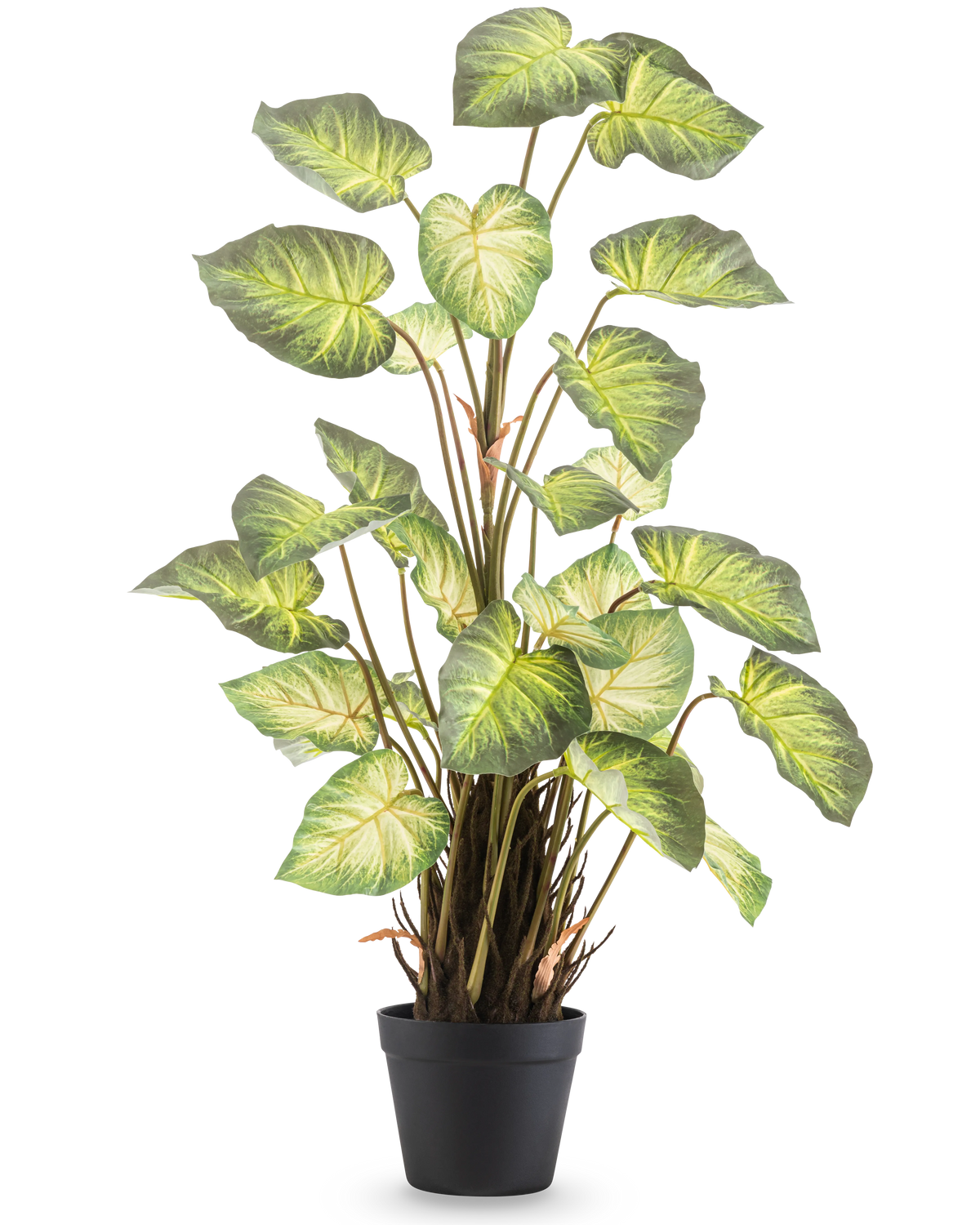 La pianta artificiale Alocasia Odora 90 cm ha grandi foglie verdi a forma di cuore e steli multipli in un semplice vaso nero, su uno sfondo bianco a tinta unita.