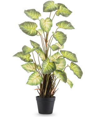 La pianta artificiale Alocasia Odora 90 cm ha grandi foglie verdi a forma di cuore e steli multipli in un semplice vaso nero, su uno sfondo bianco a tinta unita.