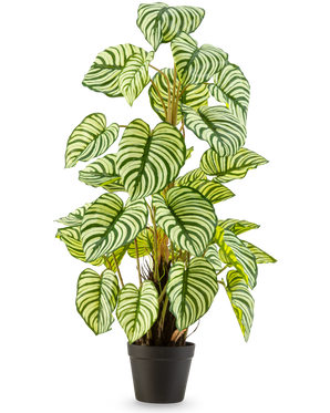 La pianta artificiale Anthurium verde da 90 cm è una pianta artificiale in vaso con grandi foglie ovali a strisce verdi-bianche, che sta eretta in un vaso nero su uno sfondo bianco.