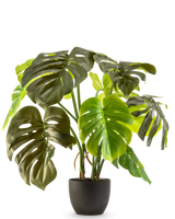 La Monstera artificiale da 50 cm ha grandi foglie verdi lucide con fessure e buchi naturali, presentate in un vaso su uno sfondo bianco a tinta unita.