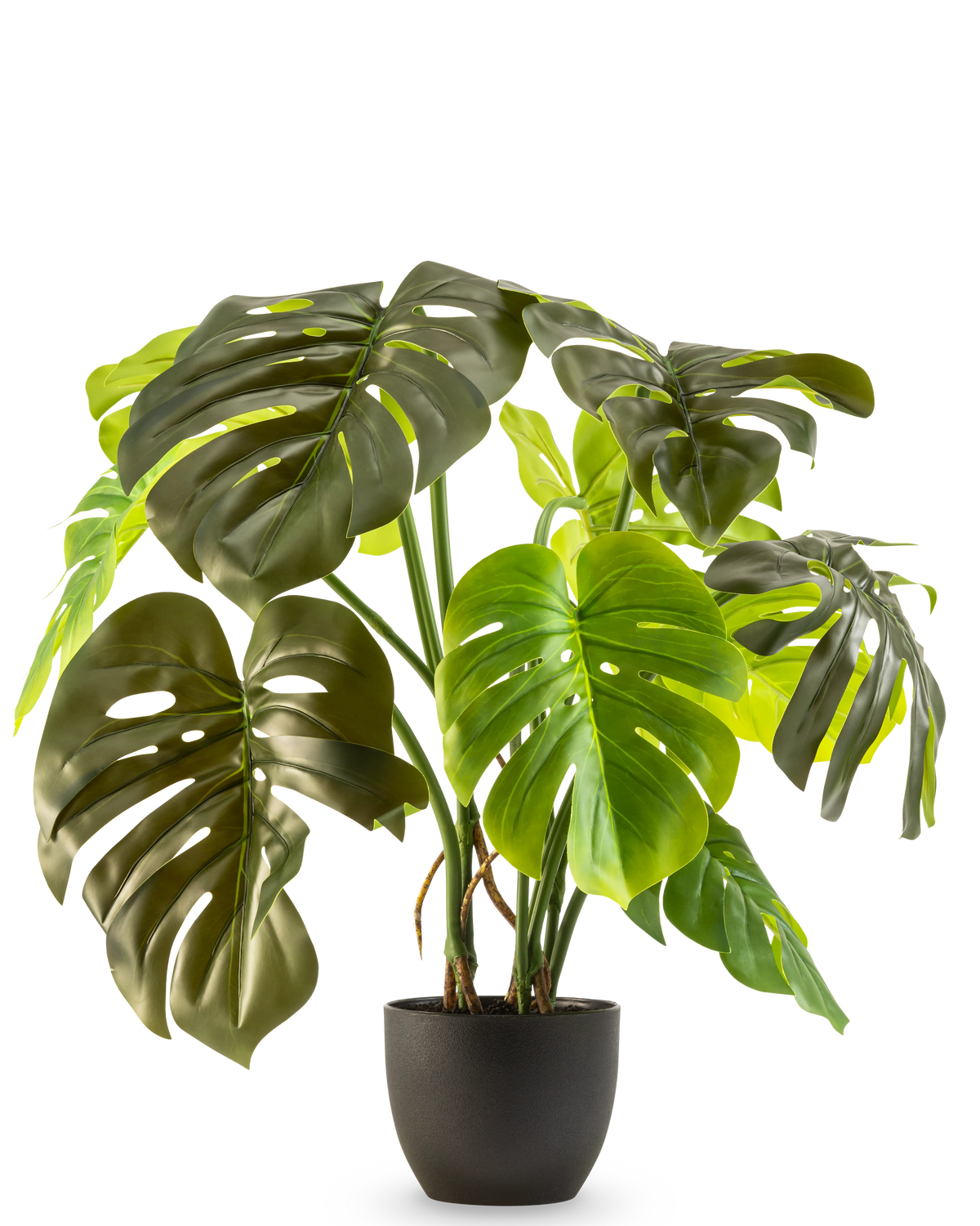 La Monstera artificiale da 50 cm ha grandi foglie verdi lucide con fessure e buchi naturali, presentate in un vaso su uno sfondo bianco a tinta unita.
