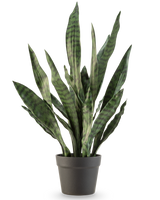 La pianta artificiale Sansevieria Zeylanica 71 cm ha foglie verdi lunghe ed erette con strisce orizzontali scure, in un semplice vaso grigio scuro su uno sfondo bianco a tinta unita.