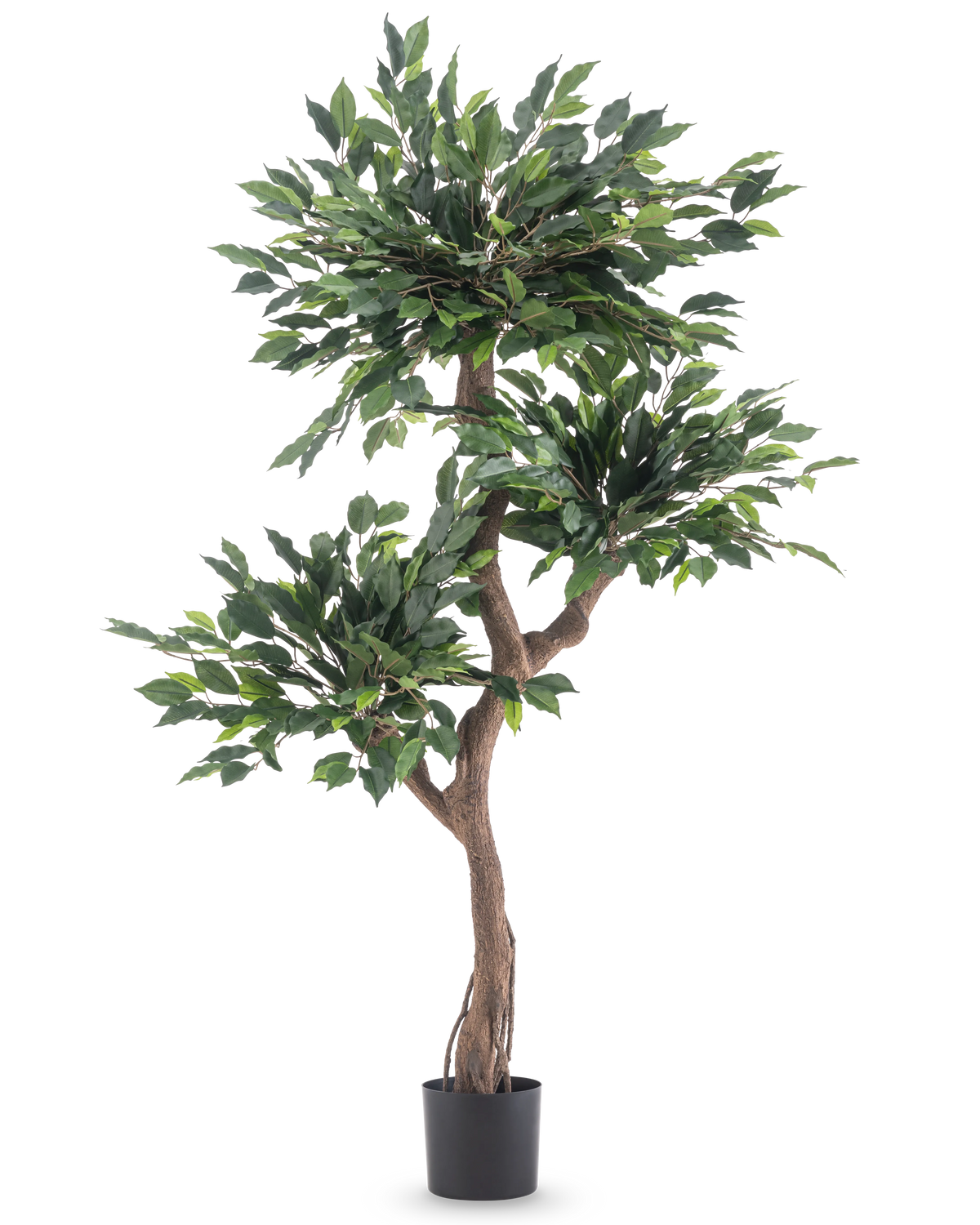 La pianta artificiale Ficus Crazy 150 cm è un albero artificiale alto con tre mazzi di fitte foglie verdi e un tronco marrone contorto, in un semplice vaso nero su sfondo bianco.