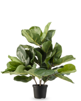 La pianta di tabacco artificiale Fiddle Leaf UV 45 cm ha grandi foglie verdi lucide e steli spessi in un vaso di plastica nera, su uno sfondo bianco semplice.