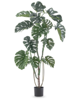 La pianta artificiale Monstera 150 cm è una pianta artificiale alta con grandi foglie verdi divise in un semplice vaso nero, su uno sfondo bianco a tinta unita.