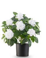 La pianta artificiale Gardenia UV bianca da 39 cm ha foglie verdi lussureggianti e grandi fiori bianchi di gardenia in un semplice vaso nero, su uno sfondo bianco a tinta unita.