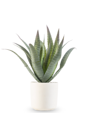 L'Agave artificiale da 30 cm in vaso decorativo ha una pianta grassa verde con foglie lunghe e appuntite che crescono verso l'alto, presentata in un semplice vaso bianco strutturato su un semplice sfondo bianco.