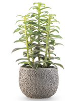 La pianta grassa artificiale in vaso decorativo da 25 cm ha steli succulenti verdi eretti in un vaso grigio con struttura, su sfondo bianco.