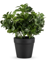 La pianta artificiale di Peperomia da 20 cm ha foglie verdi lussureggianti e rotonde e viene fornita in un semplice vaso nero su un semplice sfondo bianco.