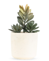 La pianta succulenta artificiale da 20 cm ha una pianta succulenta compatta con foglie verdi lussureggianti in un vaso semplice dalla consistenza bianco sporco, su uno sfondo bianco semplice.