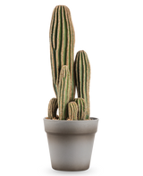 Il cactus artificiale da 41 cm è un cactus artificiale verde alto, con più steli, con creste verticali e bordi marroni, esposto in un semplice vaso da fiori grigio su uno sfondo bianco.