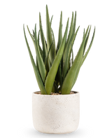 La pianta artificiale Aloe Vera da 43 cm ha foglie verdi lunghe e appuntite in un piccolo vaso rotondo con struttura bianca e ciottoli, su uno sfondo bianco a tinta unita.