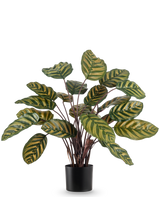 La pianta artificiale Calathea Makoyana UV 60 cm rossa è una pianta artificiale con grandi foglie ovali verdi con strisce gialle su uno sfondo bianco.