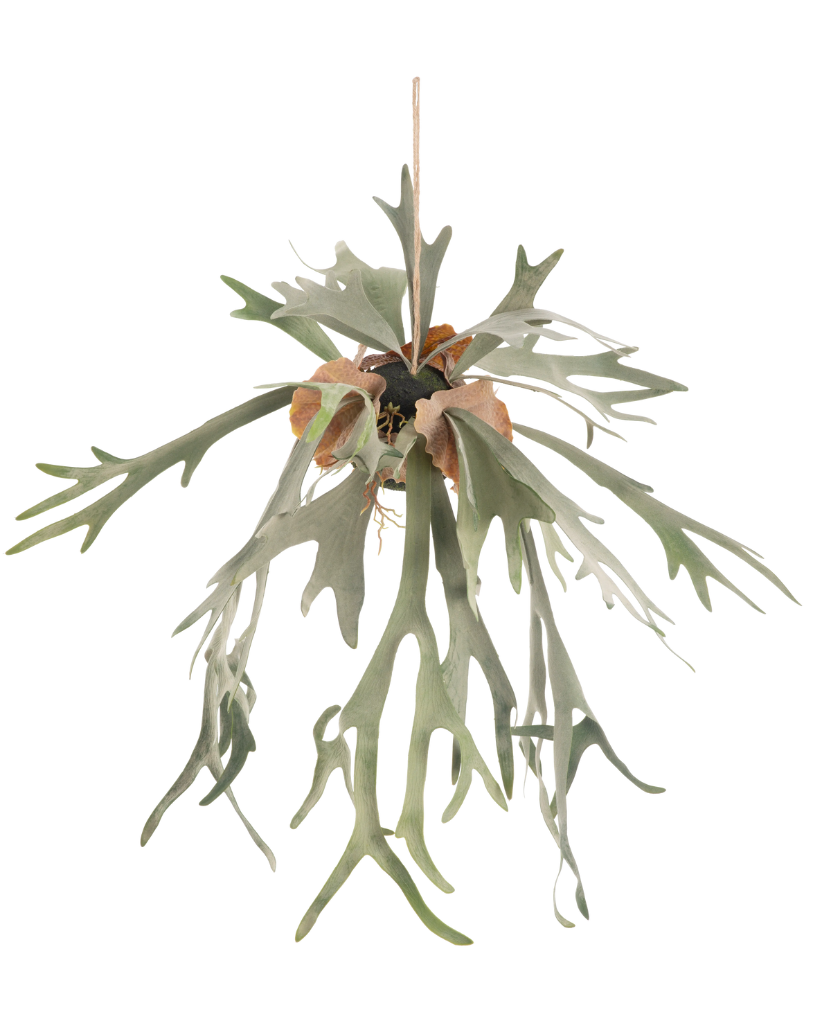 La pianta artificiale da appendere Staghorn su palla 89 cm ha lunghe foglie verdi biforcute e foglie marroni che pendono da una corda su uno sfondo bianco semplice.