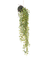La pianta succulenta artificiale sospesa su sfera da 78 cm ha foglie verdi rotonde che emergono da un piccolo vaso sferico ricoperto di muschio, perfetto come accento decorativo su un semplice sfondo bianco.