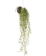 La pianta succulenta sferica artificiale da appendere da 58 cm presenta una pianta grassa verde con piccole foglie rotonde, che pende da una sfera ricoperta di muschio, su uno sfondo bianco semplice.