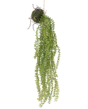 La pianta artificiale sospesa Phlegmariurus Ball 55 cm presenta rigogliose foglie verdi pendenti che scendono da una palla ricoperta di muschio, sospesa a una corda per un'esposizione elegante su qualsiasi sfondo.