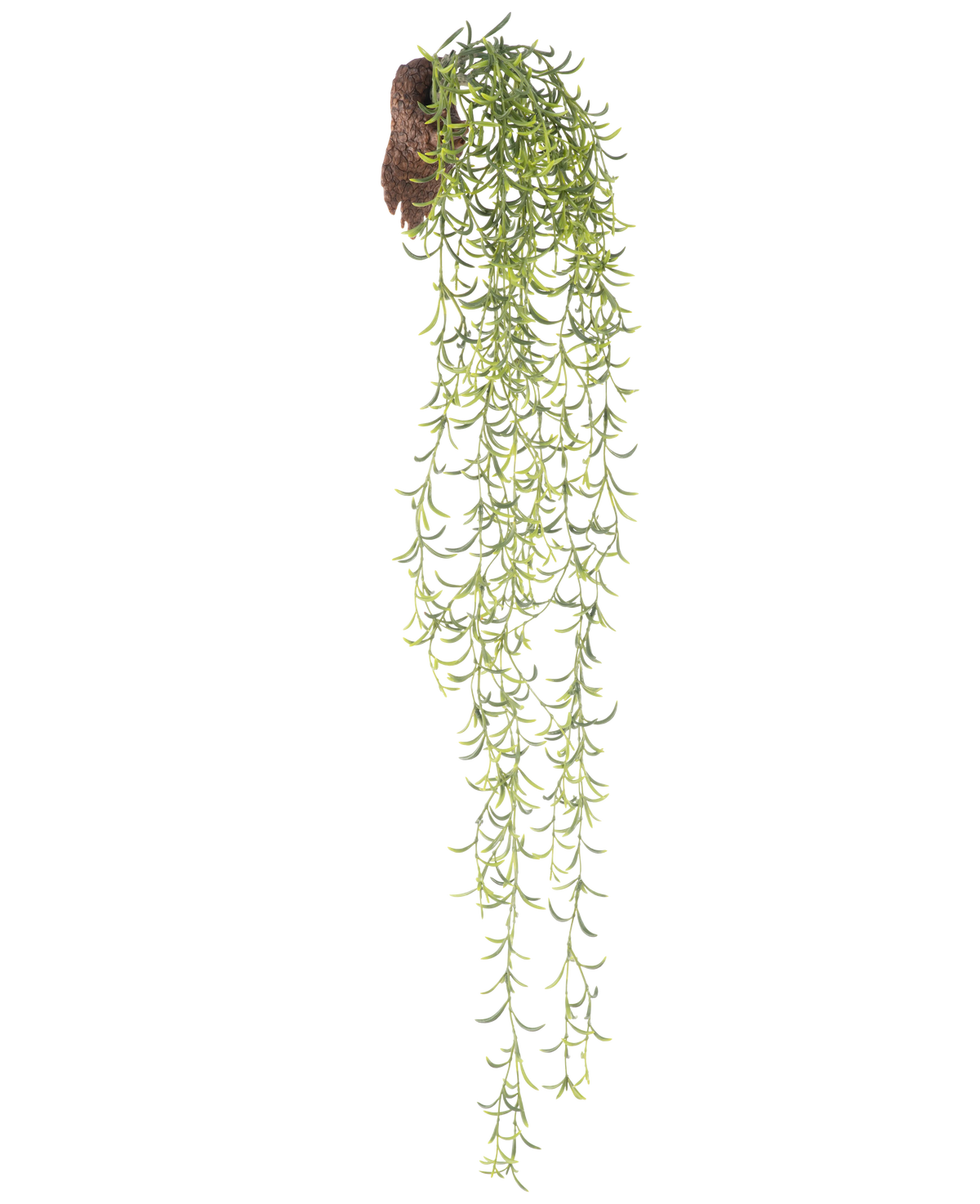 La pianta pensile artificiale Senecio 86 cm ha lunghi steli succulenti verdi con foglie piccole e strette che emergono da una zolla marrone, su uno sfondo bianco.