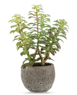 La Succulente artificiale in vaso decorativo 31 cm ha una succulenta verde con steli spessi ed eretti e foglie allungate, in un vaso di pietra grigia con texture, perfetta come accento decorativo su uno sfondo bianco.