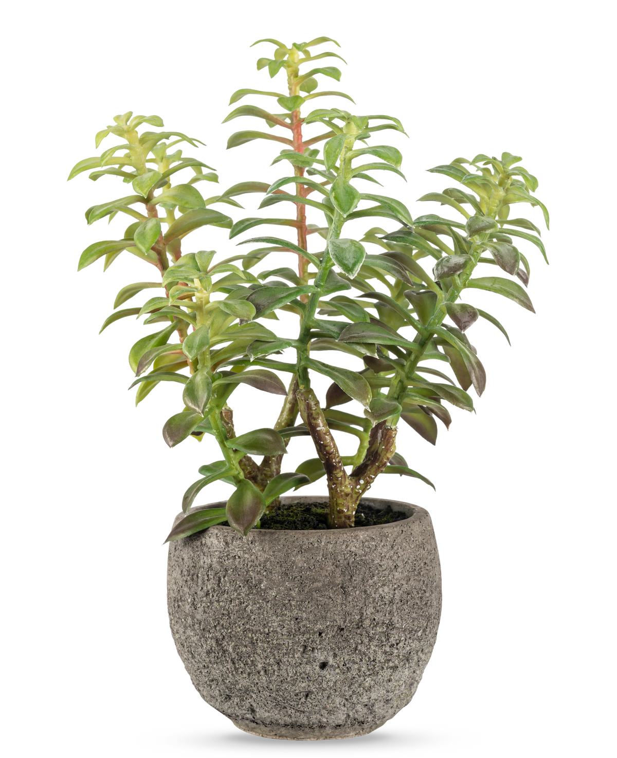 La Succulente artificiale in vaso decorativo 31 cm ha una succulenta verde con steli spessi ed eretti e foglie allungate, in un vaso di pietra grigia con texture, perfetta come accento decorativo su uno sfondo bianco.