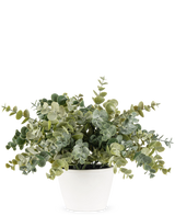 La pianta di eucalipto artificiale da 23 cm ha foglie verdi lussureggianti e rotonde e viene fornita in un semplice vaso bianco, perfetto per illuminare qualsiasi spazio con il suo aspetto naturale su uno sfondo semplice.