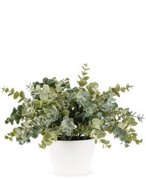 La pianta di eucalipto artificiale da 23 cm ha foglie verdi lussureggianti e rotonde e viene fornita in un semplice vaso bianco, perfetto per illuminare qualsiasi spazio con il suo aspetto naturale su uno sfondo semplice.