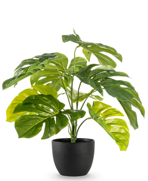 La Monstera artificiale da 55 cm in vaso decorativo nero ha grandi foglie verdi lucide e divise in un vaso decorativo nero, su uno sfondo bianco a tinta unita.