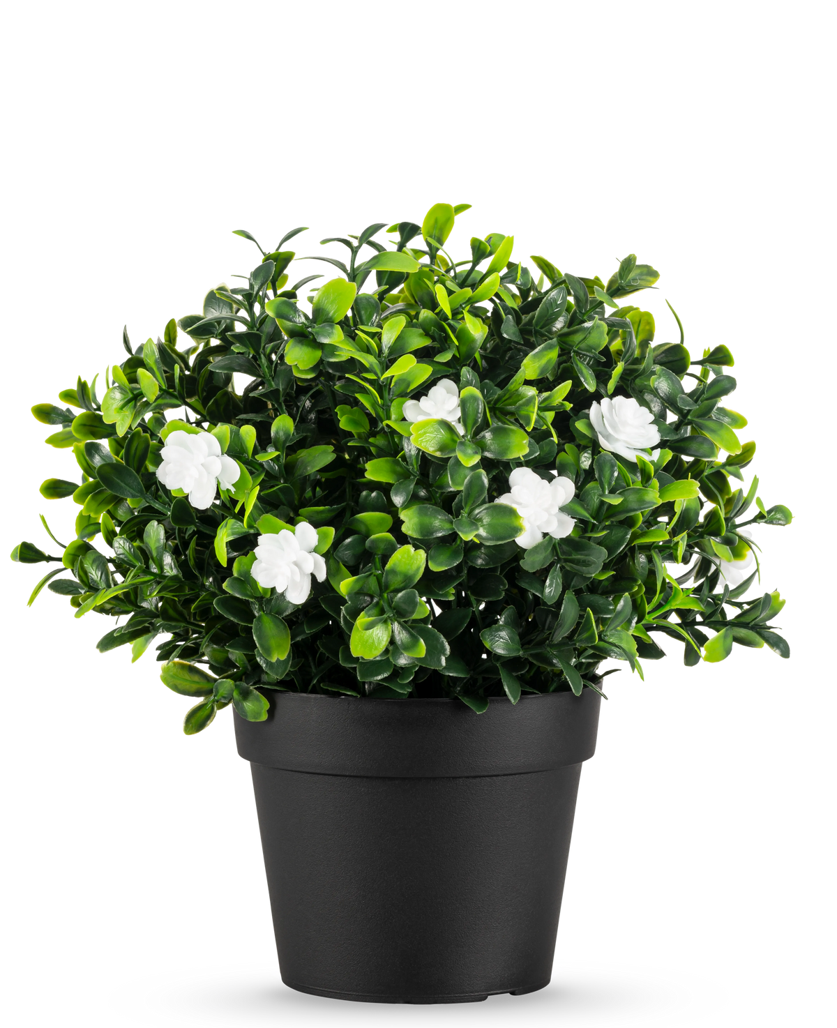 La pianta artificiale Pumila in vaso UV 21 cm è una piccola pianta artificiale con fitte foglie verdi e delicati fiori bianchi, in un semplice vaso nero su un semplice sfondo bianco.