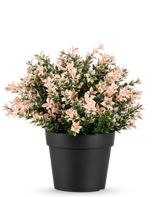 Il bosso artificiale rosa UV 22 cm ha piccole foglie dense rosa chiaro e verdi in un vaso nero, su uno sfondo bianco.