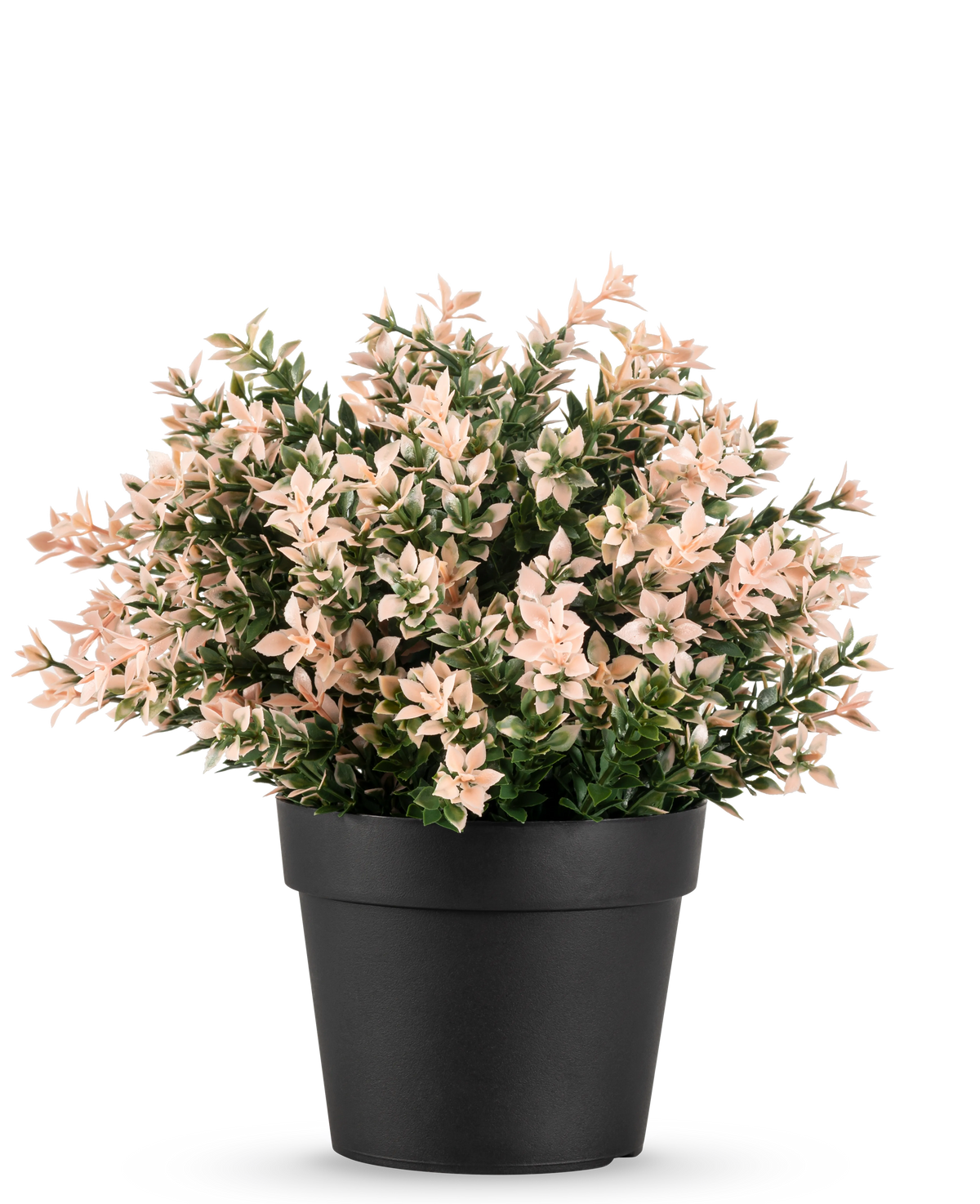 Il bosso artificiale rosa UV 22 cm ha piccole foglie dense rosa chiaro e verdi in un vaso nero, su uno sfondo bianco.